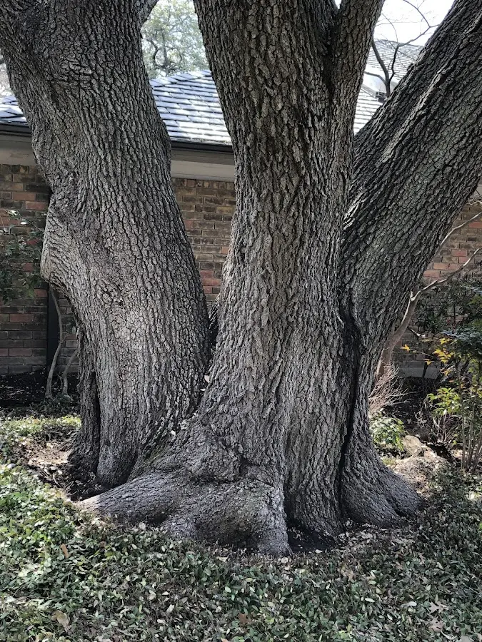 Mature heritage tree close to a Titusville property cared for by certified arborists